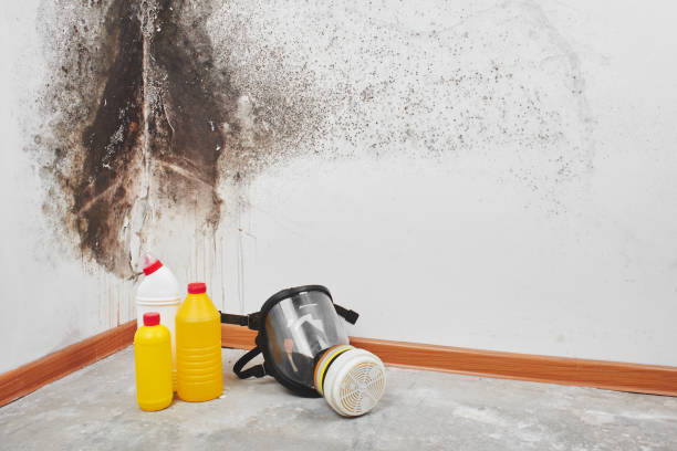Best Mold Damage Repair  in Perry, OH