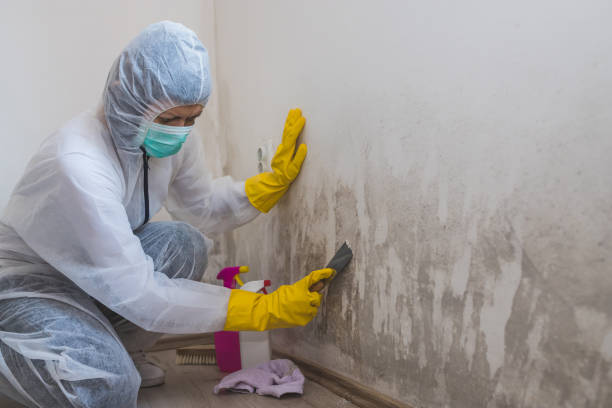 Best Black Mold Removal  in Perry, OH