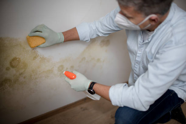 Best Mold Inspection  in Perry, OH