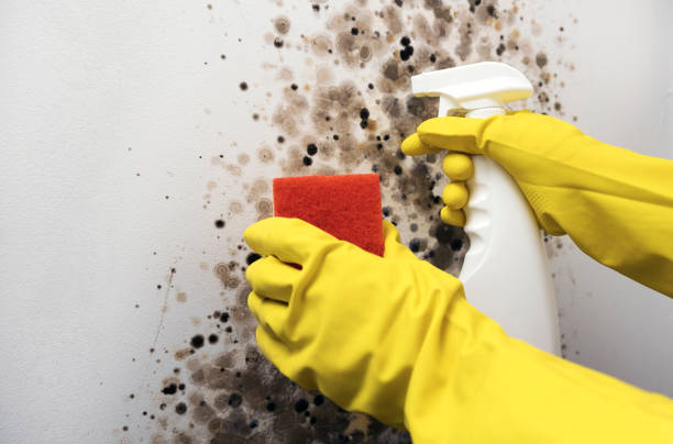Best Home Mold Removal  in Perry, OH
