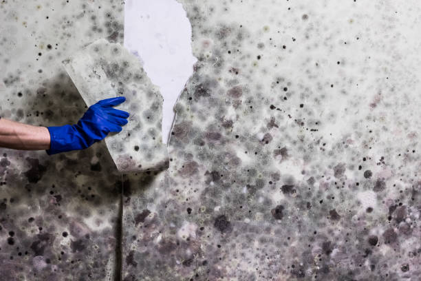 Best Residential Mold Removal  in Perry, OH