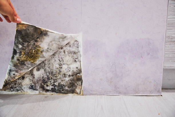 Best Mold Remediation  in Perry, OH